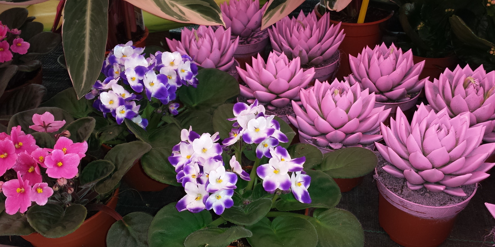 Indoor Plants Banner