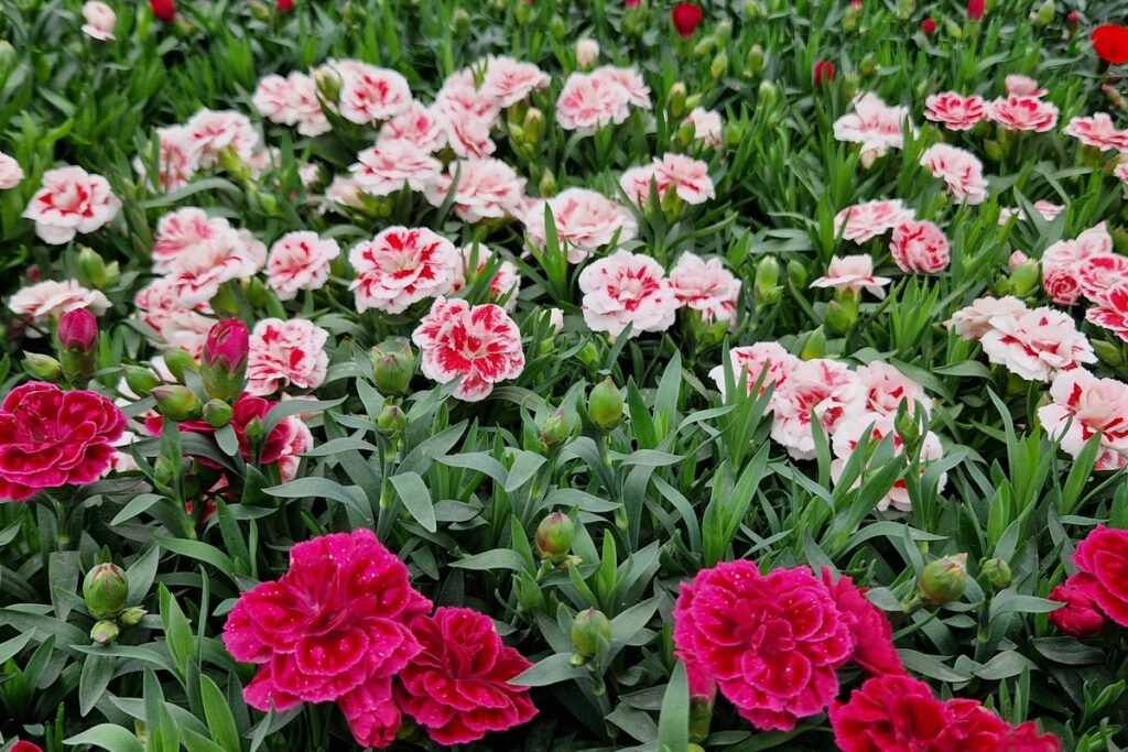 Dianthus caryophyllus