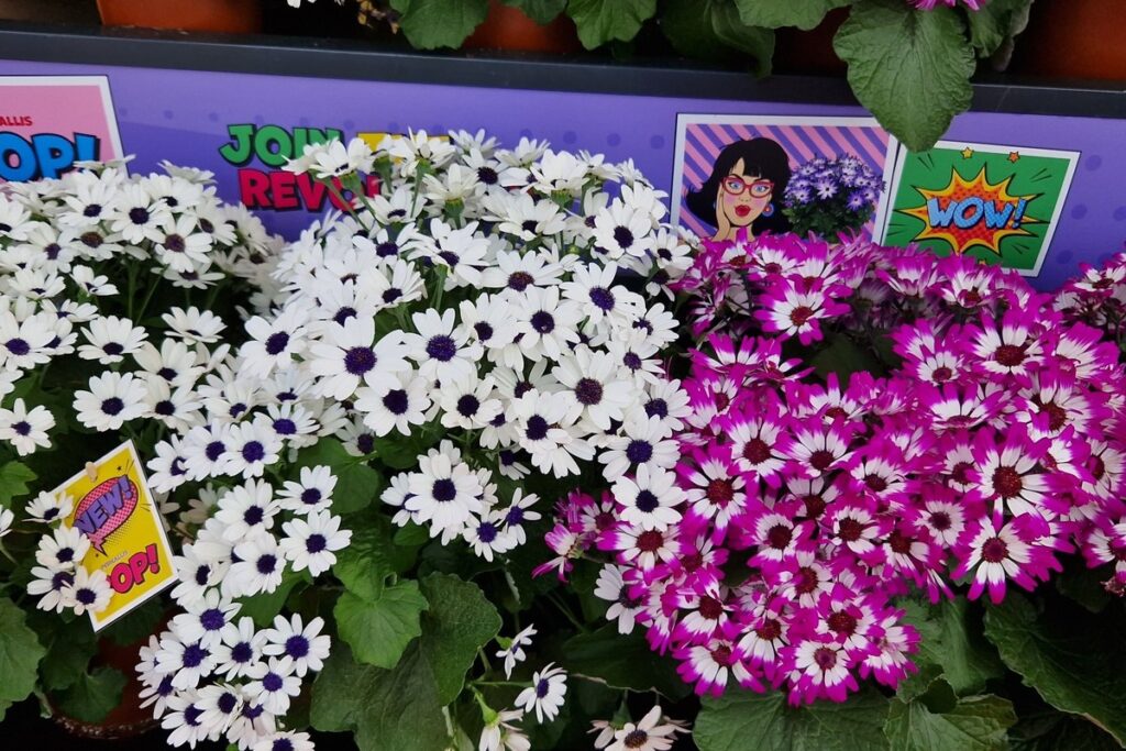 Colorful balcony flowers