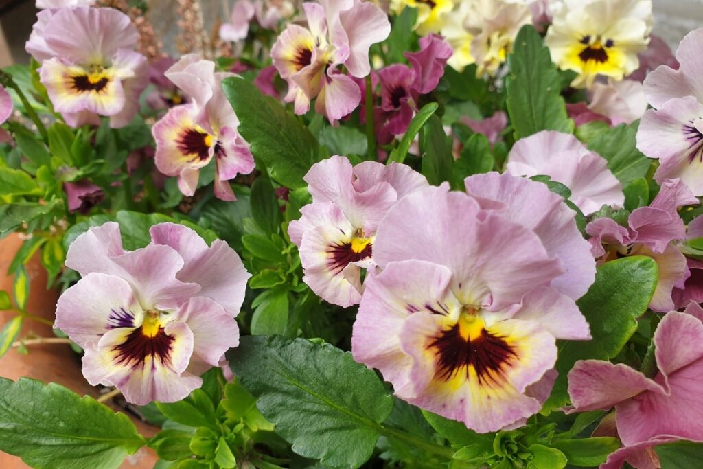 Pansies
