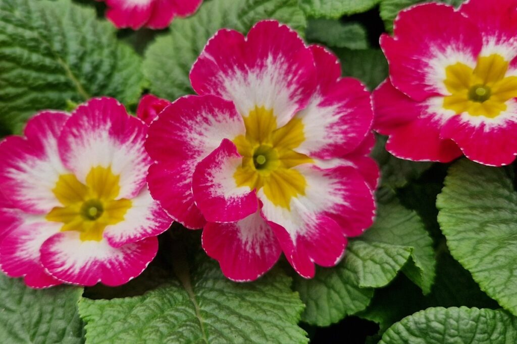 Pink Primrose
