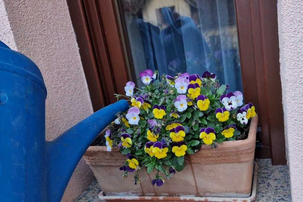 Watering Balcony Flowers