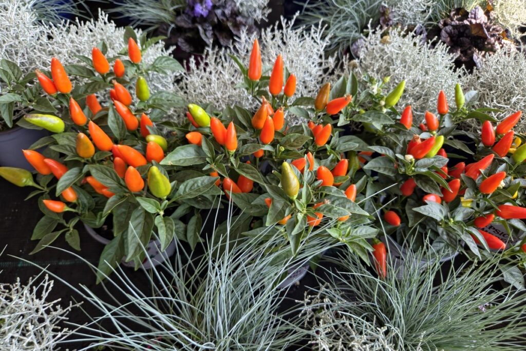 Capcicum Annuum