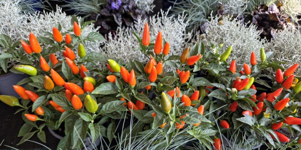 Capcicum Annuum