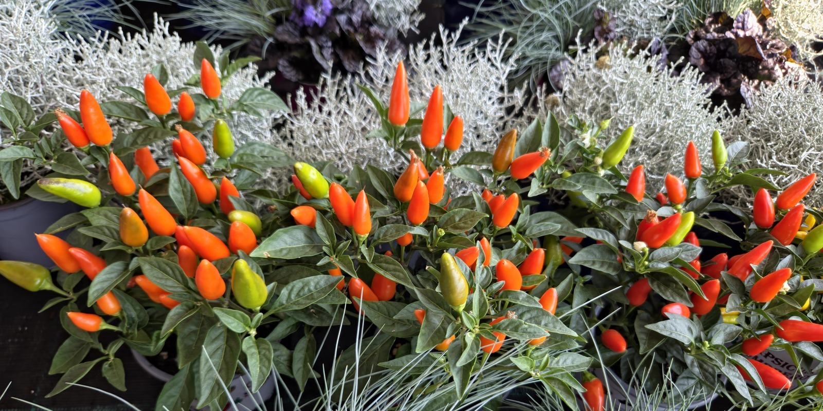Capcicum Annuum