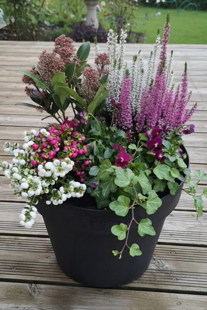 Lonec jesen skimmia calluna hedera